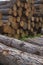 Stack from larchs Siberian.