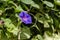 Stack leaves and one purple bloom of convolvulus flower growing in garden
