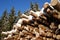 Stack of Logs in Winter Spruce Forest
