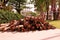 Stack of lumber for using in garden decoration management