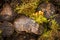 Stack of old cut tree trunks in the forest, overgrown with moss and mushrooms