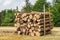 Stack of pine tree trunks in dutch park