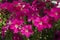 Stack pink petunia flower in park Borisova gradina