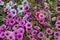 Stack pink petunia flower in public garden, town Delchevo, Macedonia