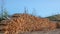 Stack of pruned trees for the timber industry