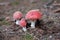Stack of  red toxic hallucinogenic poisonous mushrooms with red dots in a natural european forest environment full of grass, moss