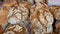 Stack of round rustic bread rolls in a portuguese market. Tasty meal