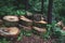 Stack of sawed logs in the green forest in spring