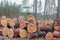 Stack of sawn logs. Woodpile of freshly harvested pine logs on a forest. Trunks of trees cut and stacked