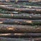 Stack of spruce logs