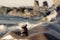 Stack of stones, pebble balance at beach