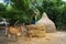 Stack of straw at village in Vietnam. Cattle food or cooking fire resource.