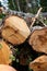 Stack thick felled row birch focus end of log, uneven close-up