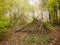 Stack of twigs wood trees pile forest woodland nature branches