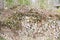 Stack of wood with creeping ivy