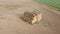 Stacked bales of straw bird`s eye view