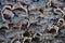 Stacked bark of raw cork oak