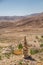 Stacked desert stones and spectacular wild flowers bloom in a desert landscape Ramon Crater, in the Negev desert , Israel