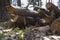 Stacked felled wood logs. Close up , bottom view