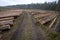 Stacked freshly cut trees. Logs prepared for transport