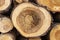 Stacked freshly cut trees. Logs prepared for transport