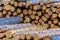 Stacked pine trunks felled by logging timber industry