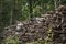 Stacked rough timber and wooden logs lie in the forest. Ecology.