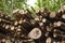 Stacked rough timber and wooden logs lie in the forest. Low angle. Ecology.