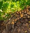 Stacked stack of firewood under a tree and with greens in the background