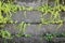 Stacked Stone Garden Retaining Wall Background with Yellowish Green Vines Growing