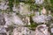 Stacked stone wall with green mossy growth