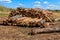 Stacked tree trunks felled by the logging timber industry in pine forest