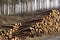 Stacked wood chopped trees trunks pile in forest woodland wilderness for biomass fuel CHP