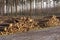 Stacked wood chopped trees trunks pile in forest woodland wilderness for biomass fuel CHP