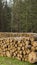 Stacked wood logs in front of pine forest