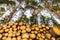 Stacked wooden logs under pine treetops and blue sky