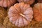 Stacking of pumpkins at the agricultural storage shed