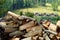 Stacking the wood. Chopped firewood ready to heating season stock image