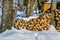 Stacking of wood near a sugar bush in winter