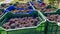 Stacks of colorful plastic baskets filled with bunches of black grapes about to arrive at the winery during the harvest