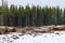 Stacks of cut timber ready to be hauled out of a logging area