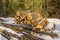 Stacks of cut trees in forest