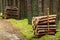 Stacks of felled pine tree trunk logs in evergreen coniferous forest.