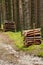 Stacks of felled pine tree trunk logs in evergreen coniferous forest.