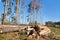 Stacks of firewood in the sawmill. Pile of firewood.