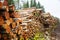 Stacks of logs birch