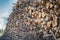 Stacks of logs of birch