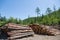 Stacks of logs at a forest logging site