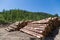 Stacks of logs at a forest logging site