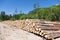 Stacks of logs at a forest logging site